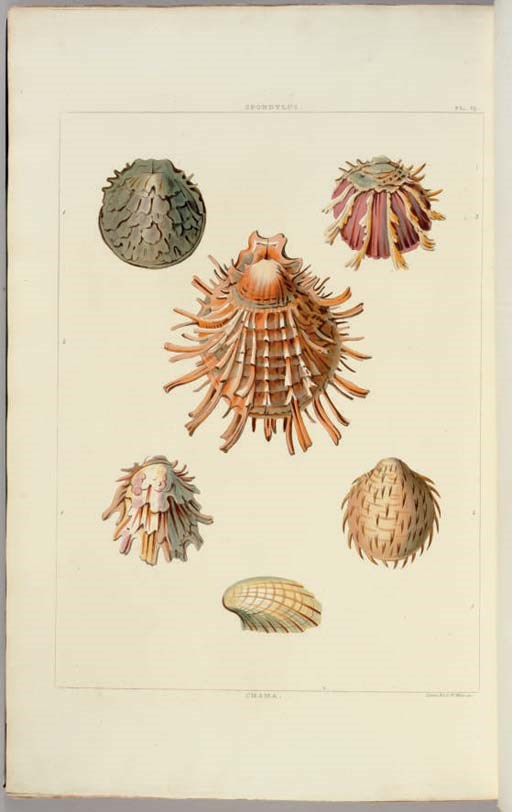 PERRY, George (fl. 1810). Conchology, or the Natural History of Shells: containing a new arrangement of the genera and species. London: W. Bulmer and Co. for William Miller, [1810]-1811 [text watermarked 1823; plates, 1829].