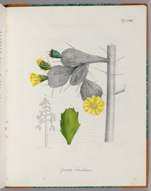PFEIFFER, Ludwig Georg Karl (1805-1877) and Christoph Friedrich OTTO (1783-1856). Abbildung und Beschreibung blühender Cacteen. Kassel: Theodor Fischer, 1843.
