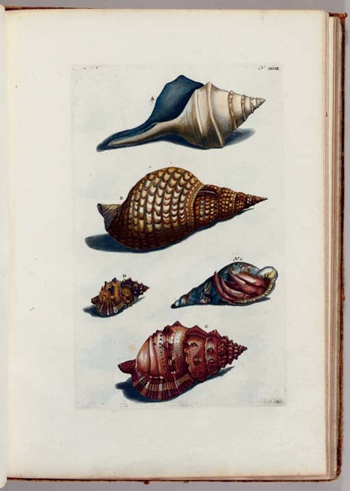 RUMPF, Georg Eberhard (1628-1702). [Thesaurus imaginum piscium testaceorum; quales sunt cancri, echini, echinometra, stellae marinae, etc. ut & cochlearum  quibus accedunt conchylia,  denique mineralia.] Leiden: Peter van der Aa, 1711.