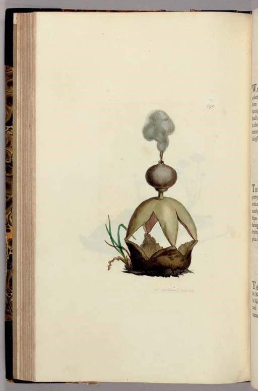SOWERBY, James (1757-1822). Coloured Figures of English Fungi or Mushrooms. London: J. Davis [vols. I-II] or Wilks [vol. III] for the Author [and others, 1795-] 1797-1803 [-1815].