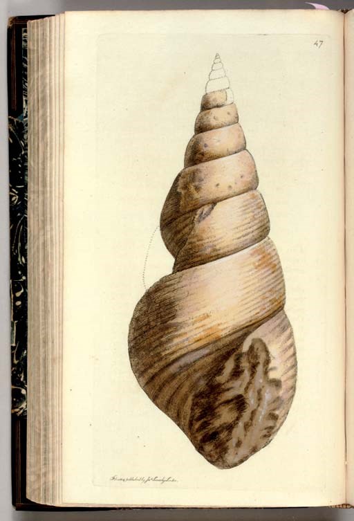 SOWERBY, James (1757-1822) and James de Carle SOWERBY (1787-1871). The Mineral Conchology of Great Britain, or coloured Figures and Descriptions of those remains of Testaeous Animals or Shells, which have been preserved at various Times and Depths in the Earth. London: printed by Benjamin Meredith (vol.1) and Arding and Merrett (vol. 2), 1812-1818.