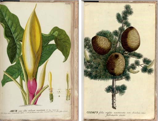 TREW, Christoph Jakob (1695-1769) and Benedict Christian VOGEL (1745-1825). Plantae Selectae.  [Nuremberg]: 1750-1773.