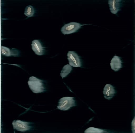 Mark Francis (B. 1962)
