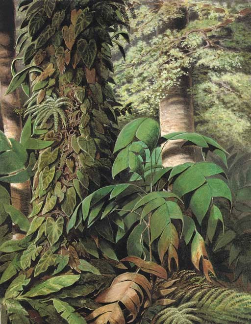 William Michaud (Vevey 1829-1902 Superagui, Brazil)