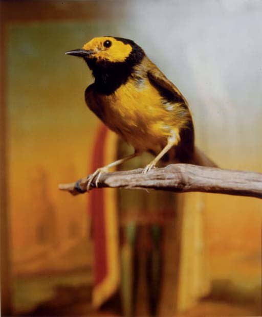 Andres Serrano (AMERICAN, b. 1950)