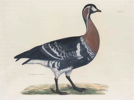 Prideaux John Selby (1788-1867)