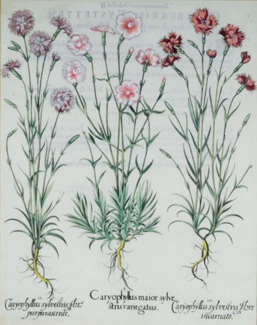 Artist Unknown (early 19th Century)