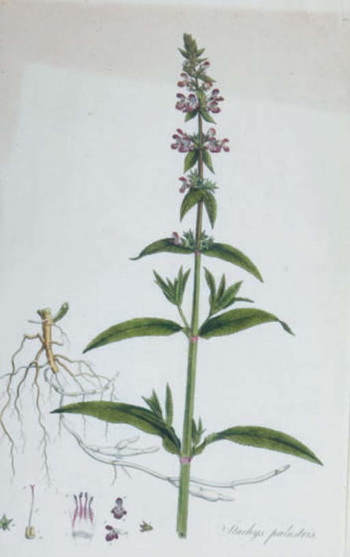 Franciscus Sansom (active late 18th Century)
