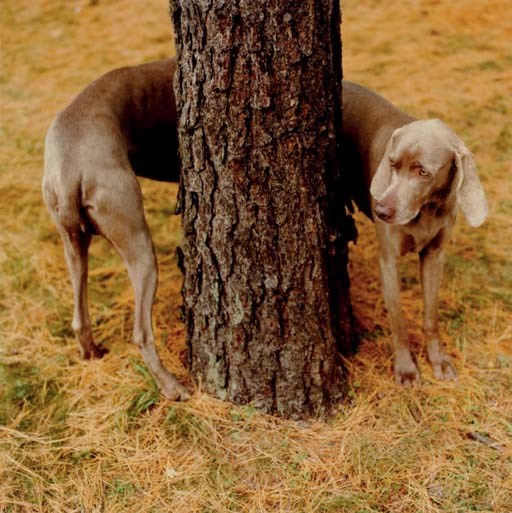 William Wegman (b. 1942)