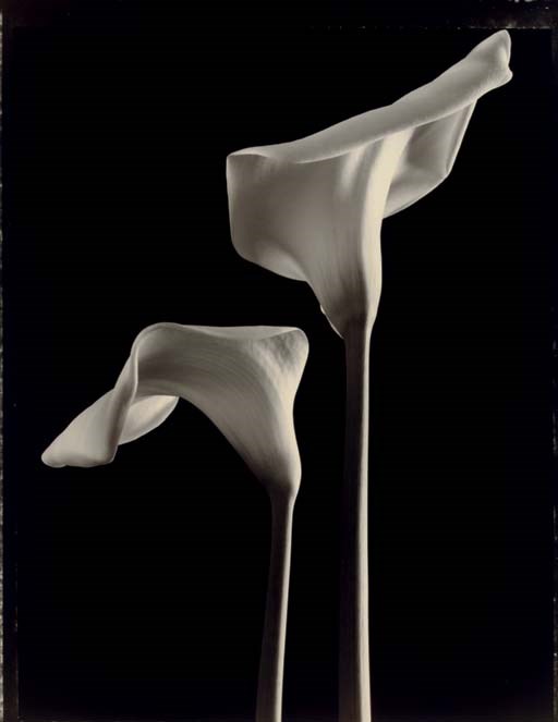 TOM BARIL (b. 1952)
