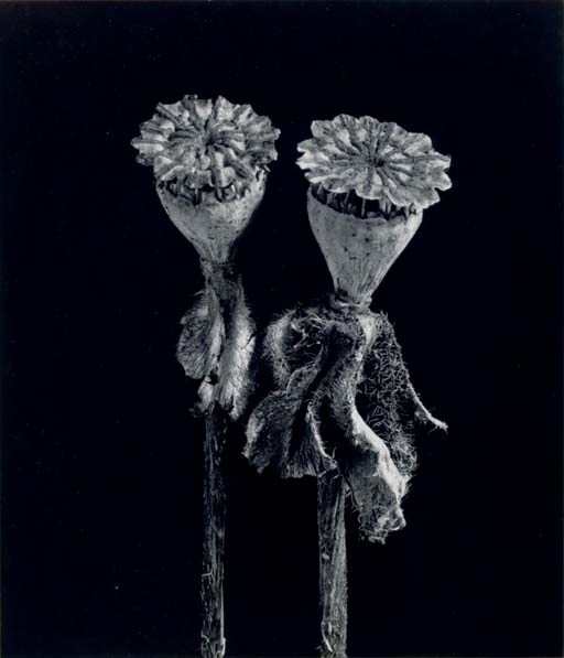 IMOGEN CUNNINGHAM (1883-1976)