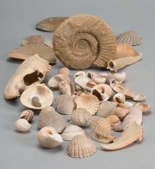 ENSEMBLE DE COQUILLAGES ET FOSSILES