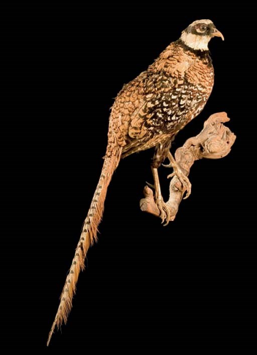 TROPHEE DE CHASSE