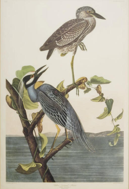 After Birds of America