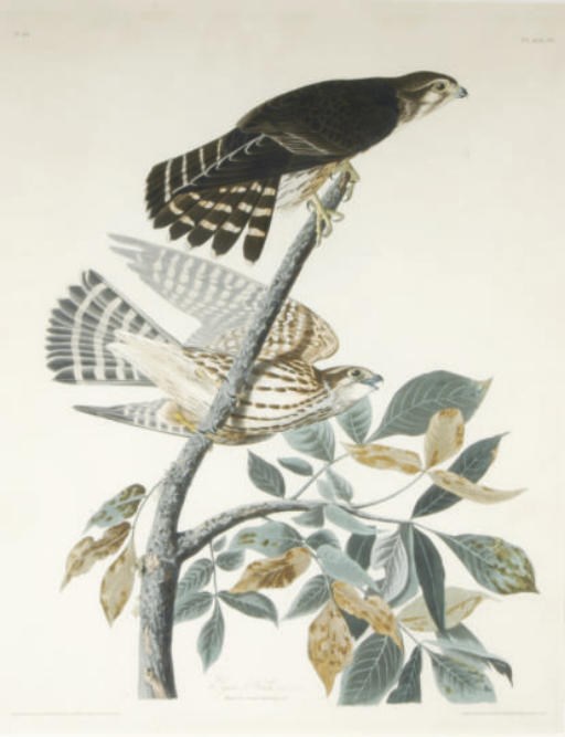 After Birds of America