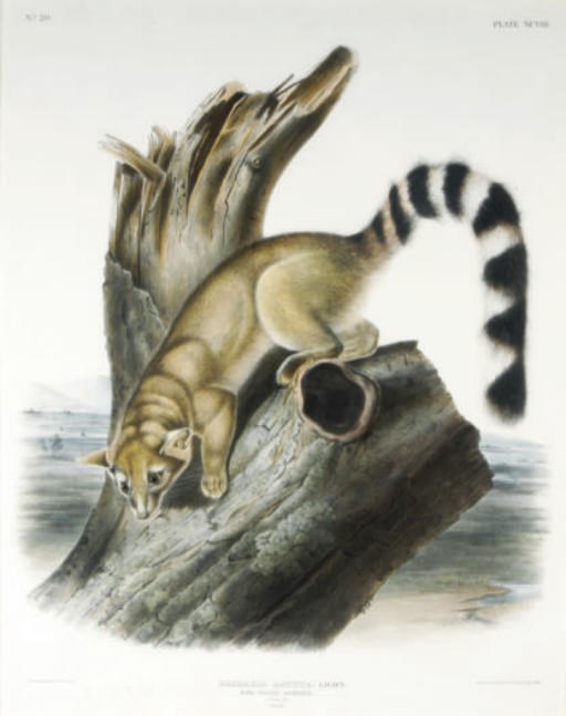 After John J. Audubon (1785-1851)