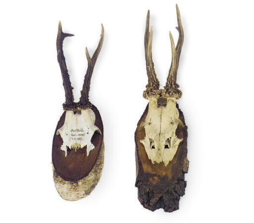 A GROUP OF TWENTY-EIGHT STAG HUNTING TROPHIES,