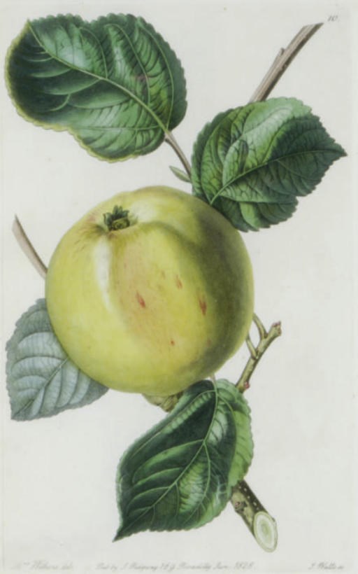 John Lindley (1799-1865) [Editor] and others