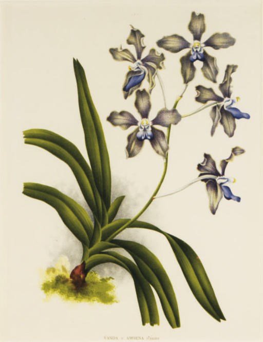 After Jean-Jules Linden (1817-1898)
