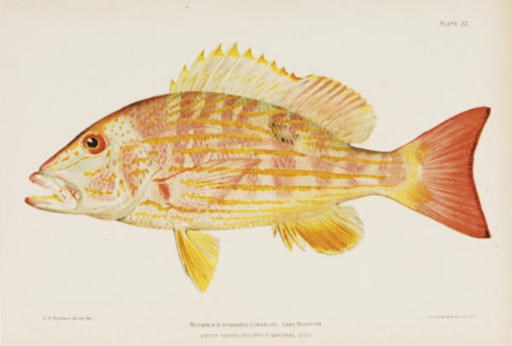 Barton W. Evermann (active late 19th Century) [Editor]