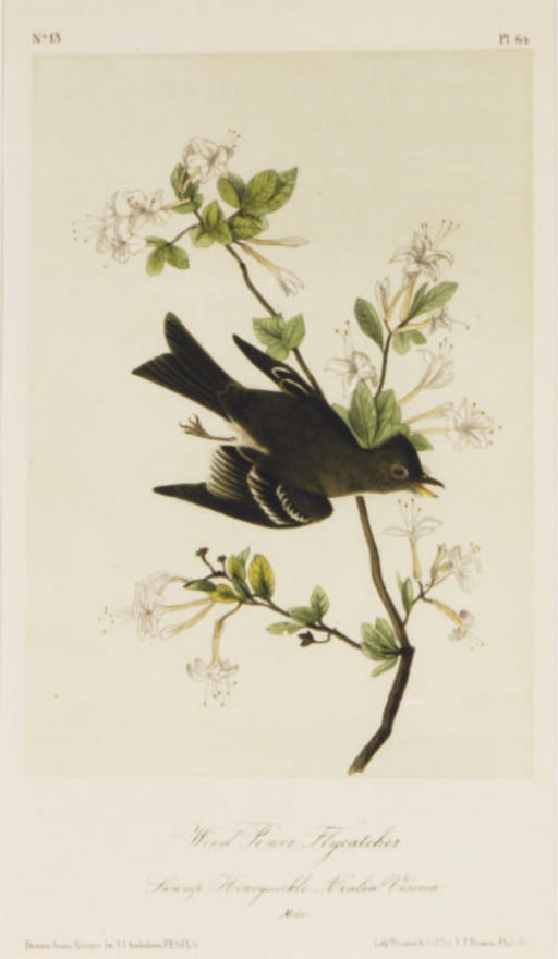 After John James Audubon (1785-1851)