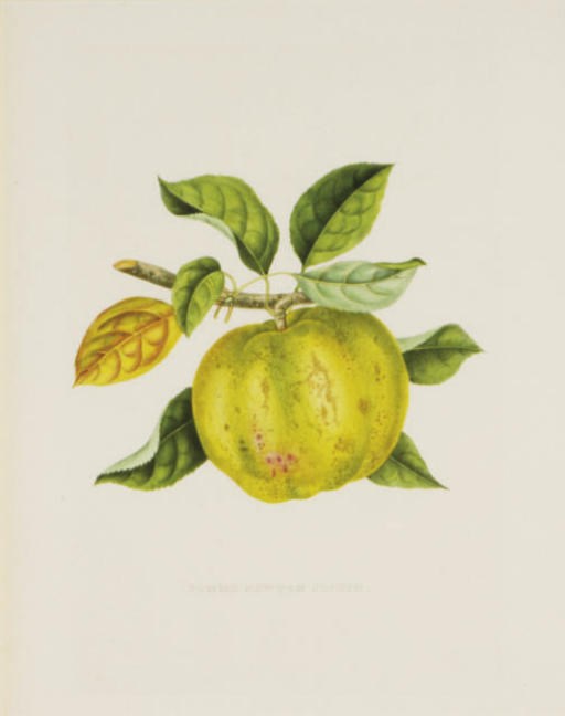 Alexandre Joseph Desire Bivort (1809-1872) [Editor]
