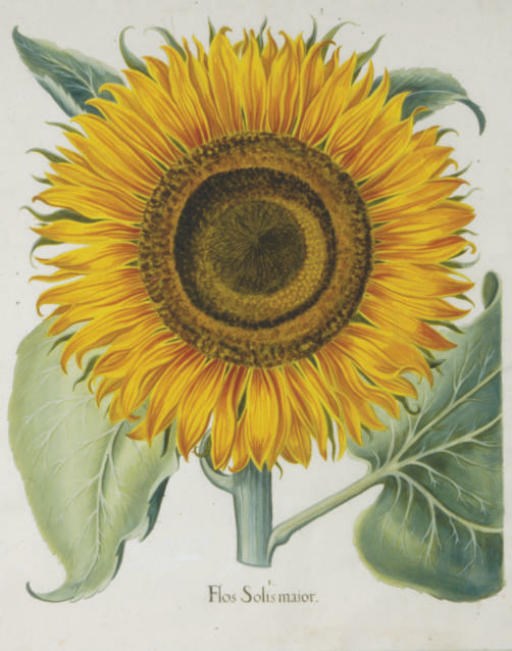 After Basilius Besler (1561-1629)
