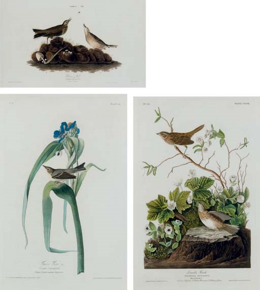 AFTER JOHN JAMES AUDUBON (1785-1851)
BY ROBERT HAVELL