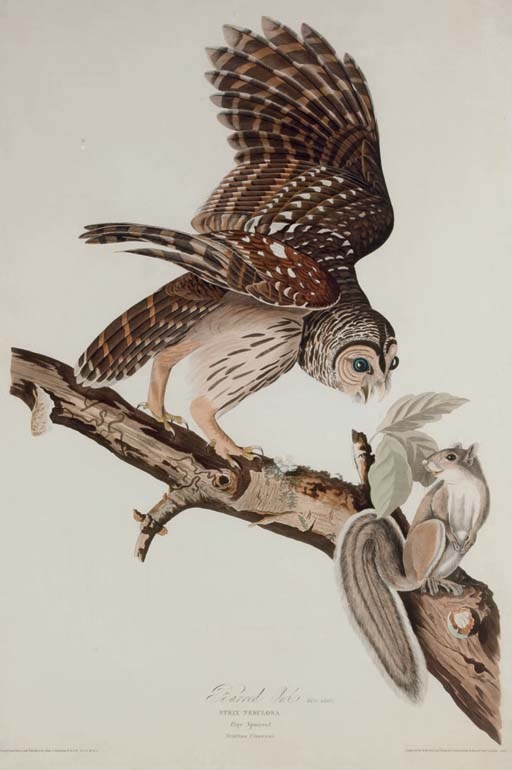 AFTER JOHN JAMES AUDUBON
BY ROBERT HAVELL
