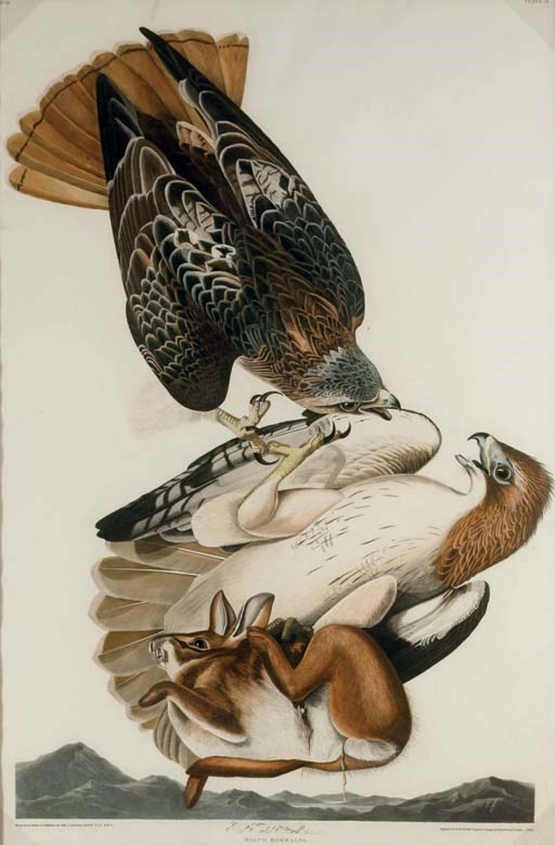 AFTER JOHN JAMES AUDUBON
BY ROBERT HAVELL