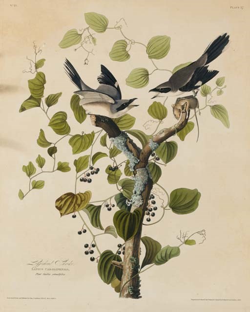 AFTER JOHN JAMES AUDUBON
BY ROBERT HAVELL