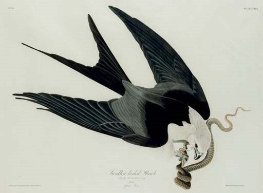 AFTER JOHN JAMES AUDUBON
BY ROBERT HAVELL