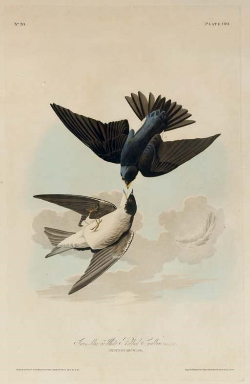 AFTER JOHN JAMES AUDUBON
BY ROBERT HAVELL
