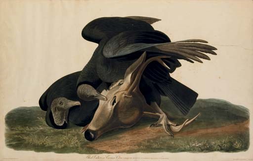 AFTER JOHN JAMES AUDUBON
BY ROBERT HAVELL