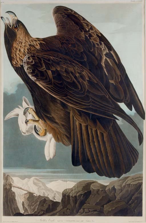 AFTER JOHN JAMES AUDUBON
BY ROBERT HAVELL