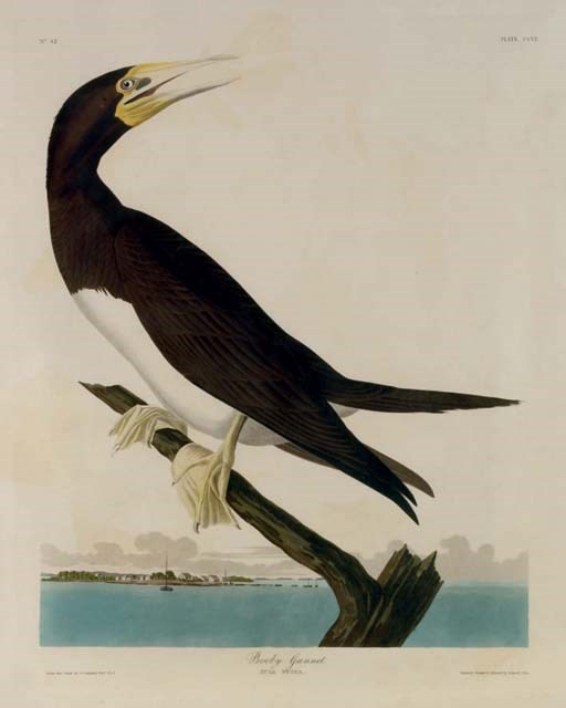 AFTER JOHN JAMES AUDUBON
BY ROBERT HAVELL