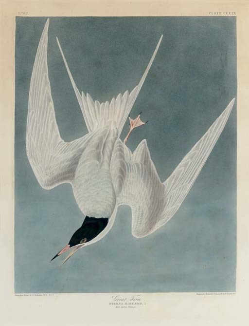 AFTER JOHN JAMES AUDUBON
BY ROBERT HAVELL