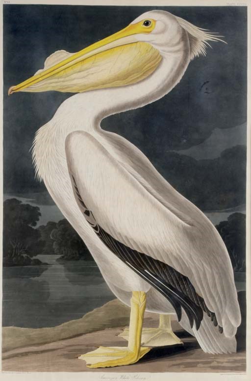AFTER JOHN JAMES AUDUBON
BY ROBERT HAVELL