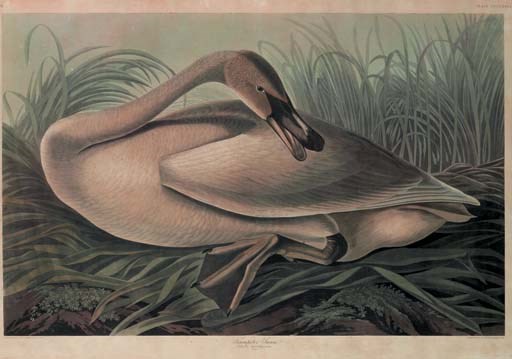 AFTER JOHN JAMES AUDUBON
BY ROBERT HAVELL