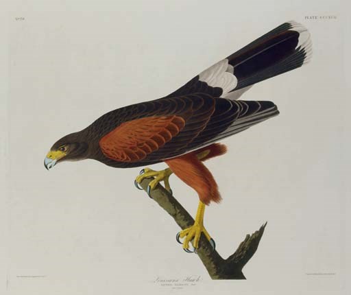 AFTER JOHN JAMES AUDUBON
BY ROBERT HAVELL