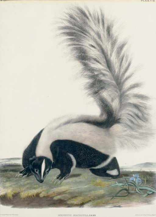 AFTER JOHN WOODHOUSE AUDUBON
BY J.T. BOWEN
