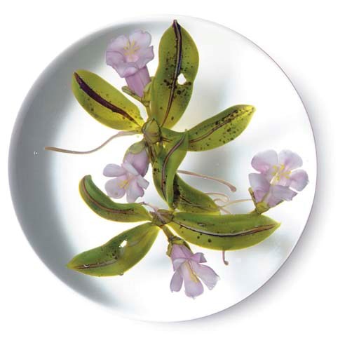 A PAUL STANKARD TRAILING ARBUTUS WEIGHT