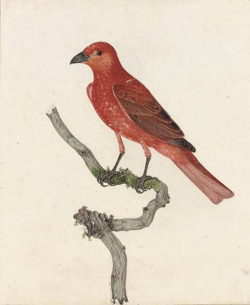 Thomas Lewin (b.1774)