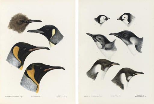 NATIONAL ANTARCTIC EXPEDITION 1901-1904 -- [ROBERT FALCON SCOTT (1868-1912)]
