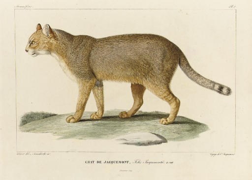 VICTOR VINCESLAS JACQUEMONT (1801-1832)