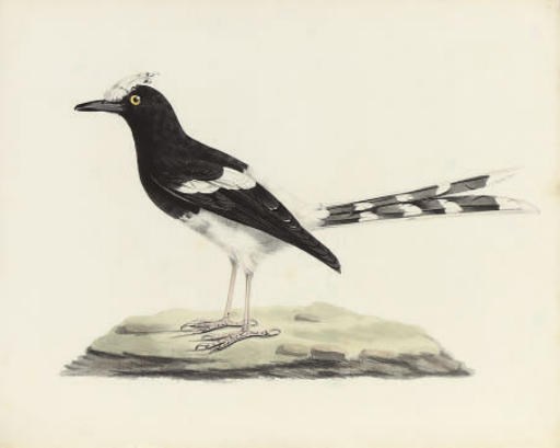 THOMAS HORSFIELD (1773-1859)