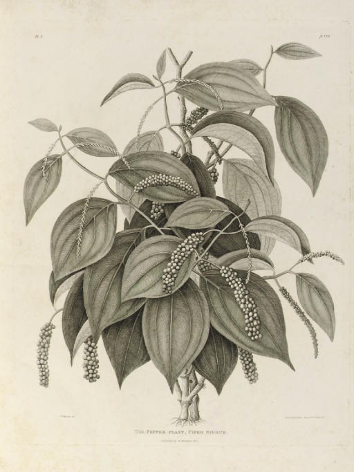 WILLIAM MARSDEN (1754-1836)