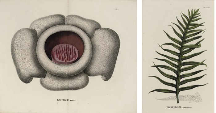 KARL LUDWIG BLUME (1796-1862)