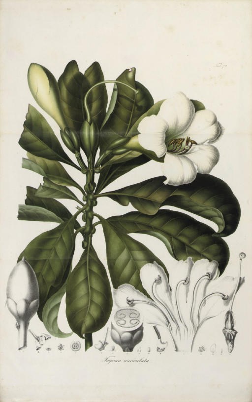 KARL LUDWIG BLUME (1796-1862)