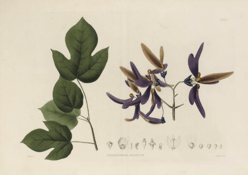 THOMAS HORSFIELD (1773-1859), John Joseph BENNETT and Robert BROWN